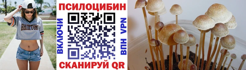 Купить закладки  Микунь  Псилоцибиновые грибы Psilocybe 